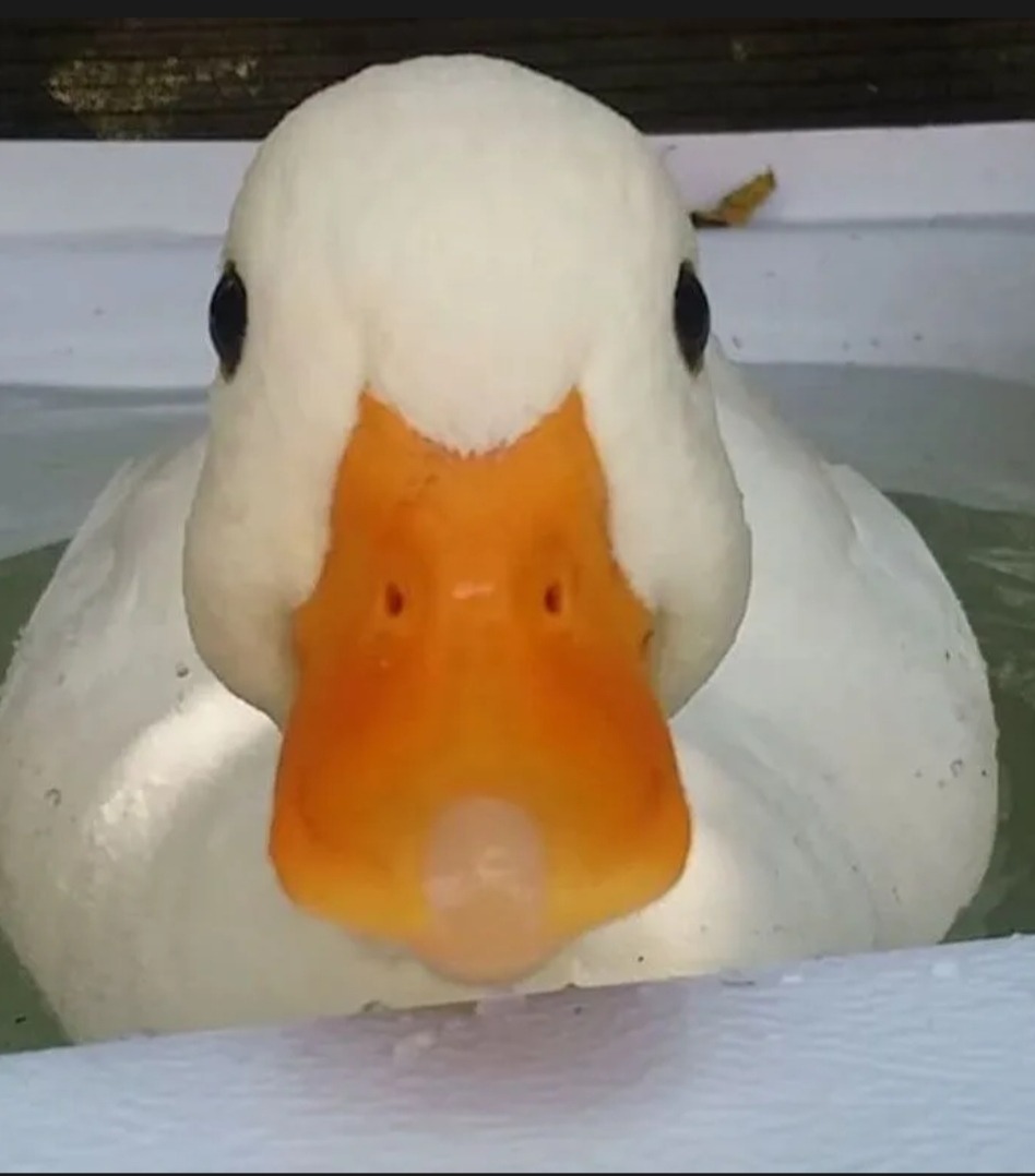 Saim - Moghegno - Tessin | Rencontre Discrète