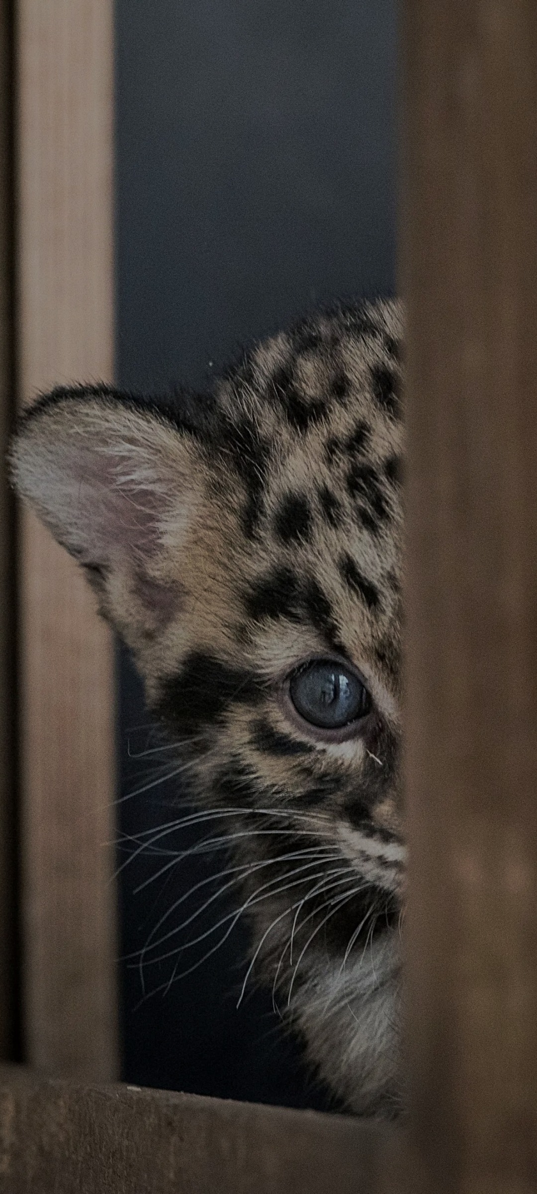 Kaleb - Brenzikofen - Berne | Rencontre Discrète